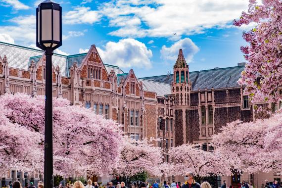 The Quad during peak cherry blossom bloom