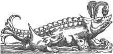 16th Century Whale Drawing
