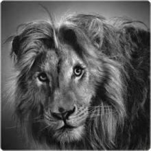 realistic pencil drawing of a lion
