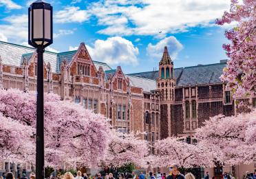 The Quad during peak cherry blossom bloom