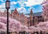 The Quad during peak cherry blossom bloom